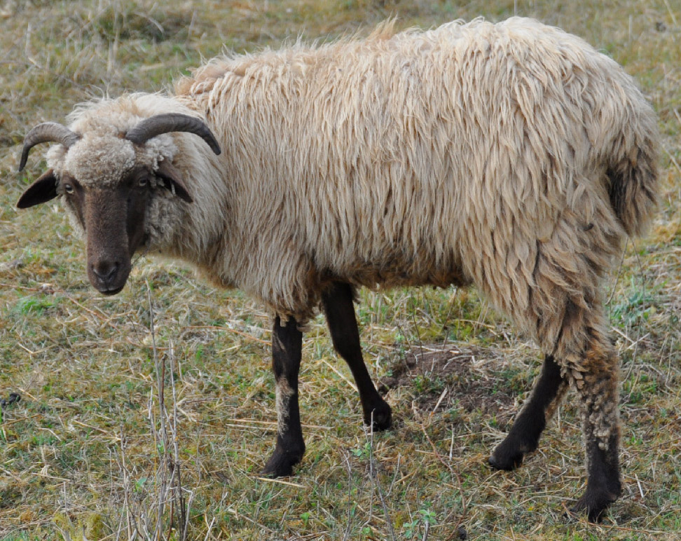 ALS Buffalo, a very fine brown ewe with two well defined horns