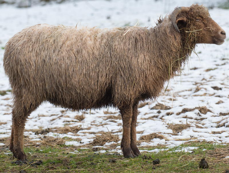 ALS Buffalo, a brown ewe