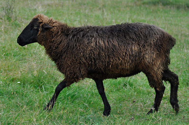 BHF Zalinga, a gorgeous black ewe with just the faintest oxidizing to her hindquarters