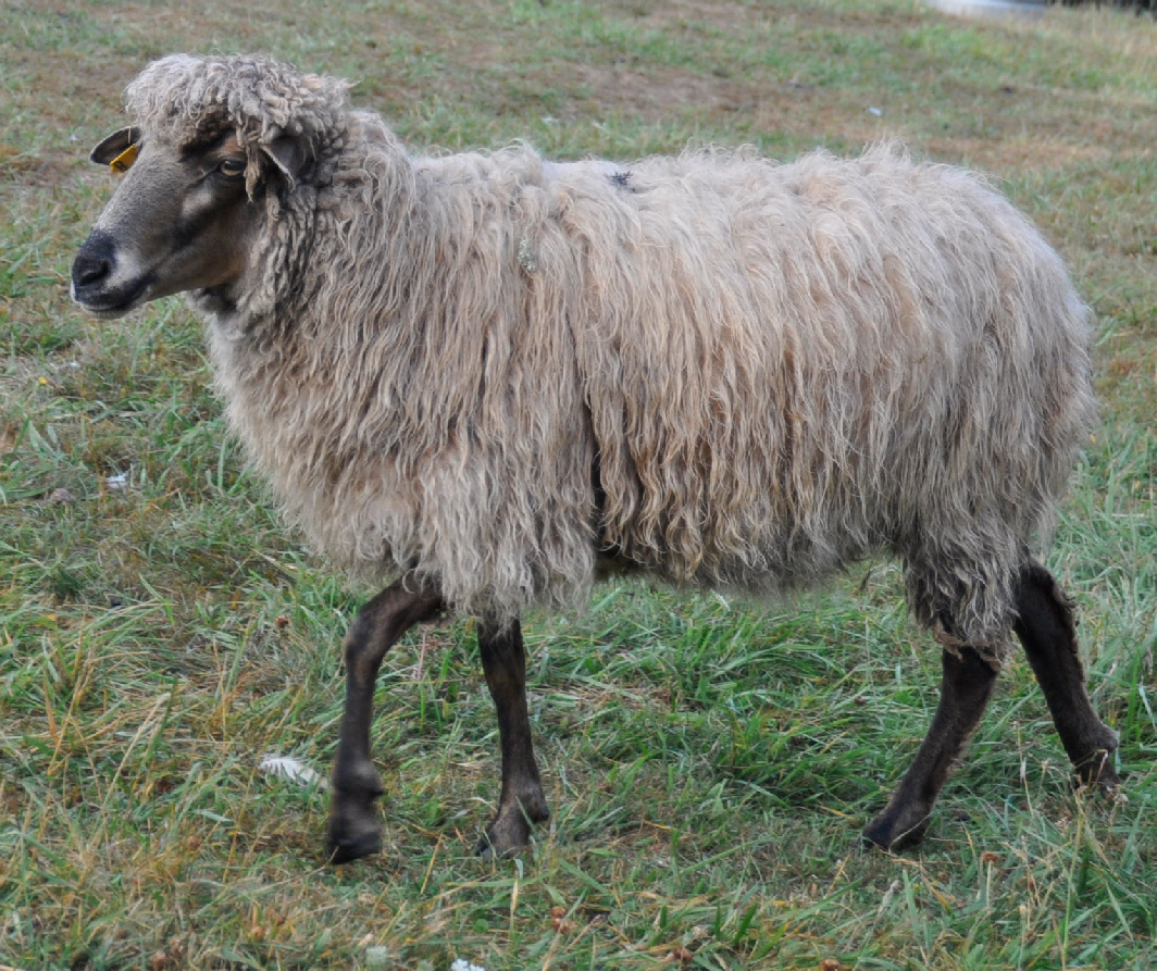 BHF Zephyr, a lovely brown badgerface ewe with heather gray and cream fleece.