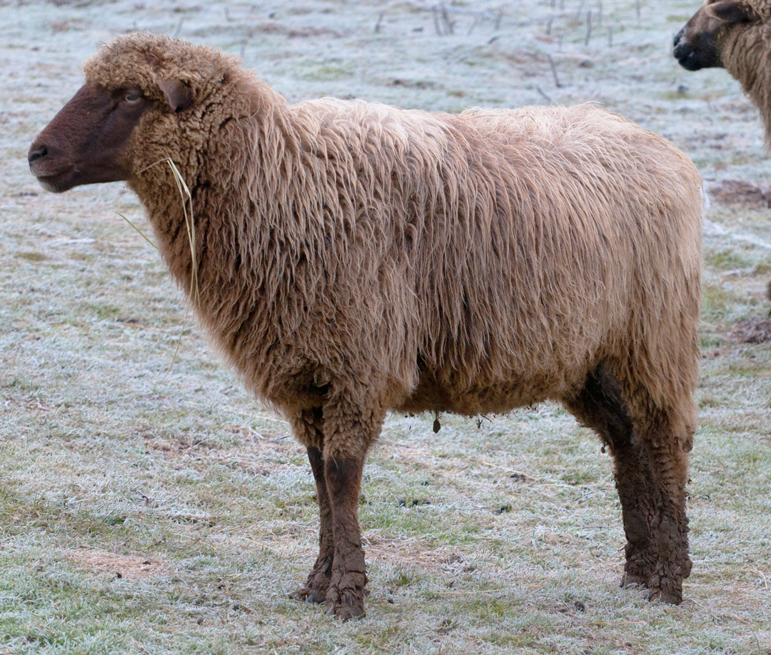 BS Godiva, a gorgeous brown ewe