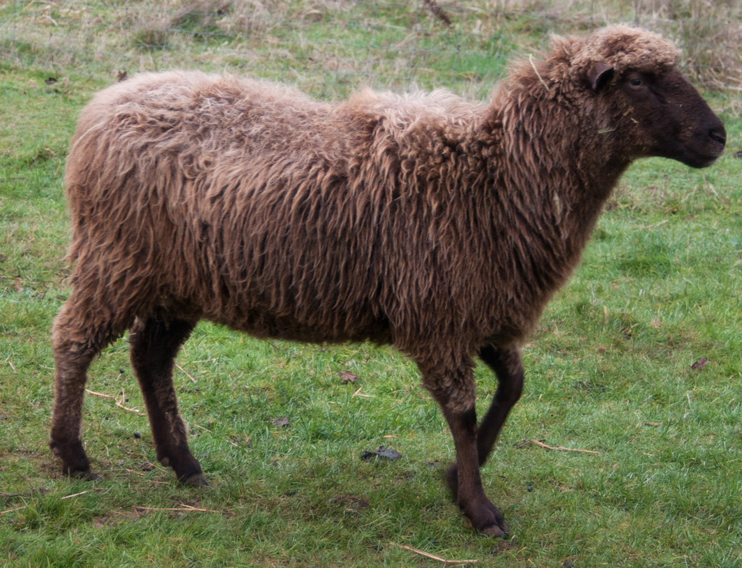 Godiva, a beautiful dark brown ewe after shearing