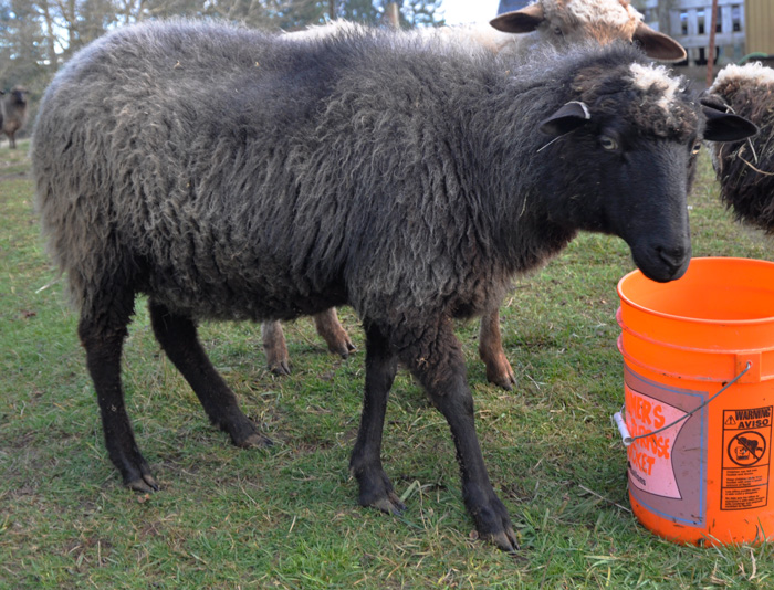 Latte, a beautiful black ewe with TGH markings on her head