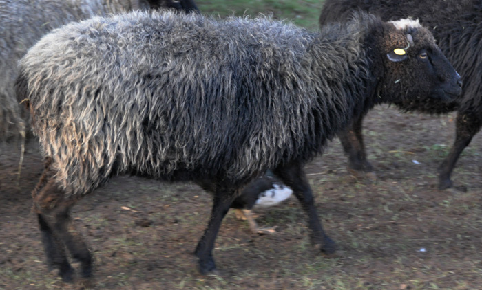 Sumatra, a black Navajo-Churro ewe
