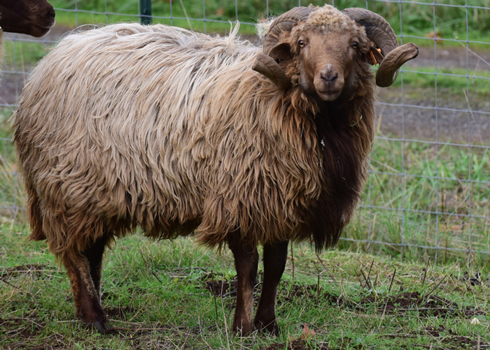 CNF Crockett, a beautiful brown four horned Navajo-Churro ram at Dot Ranch