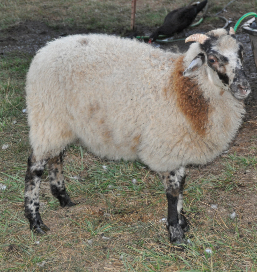 CNF Margo, an incredible russet marked ewe lamb