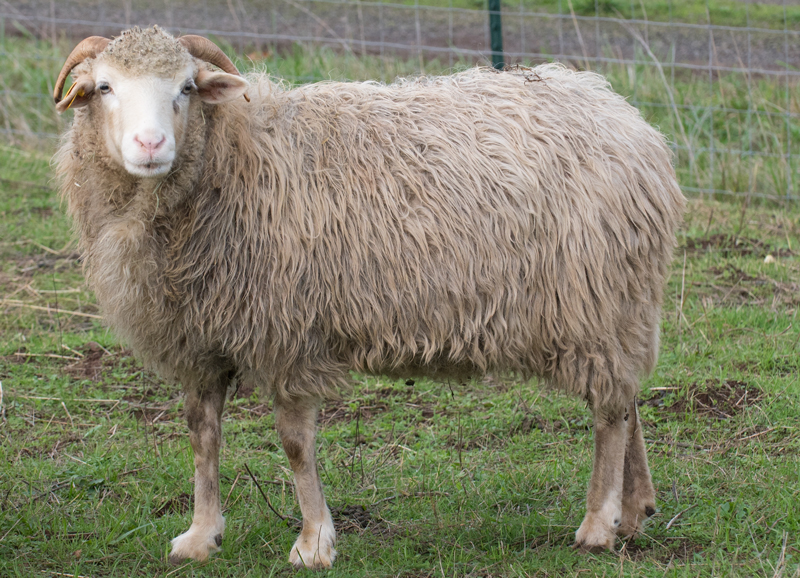 CNF Mariah Carey, a white horned Navajo-Churro ewe at Dot Ranch