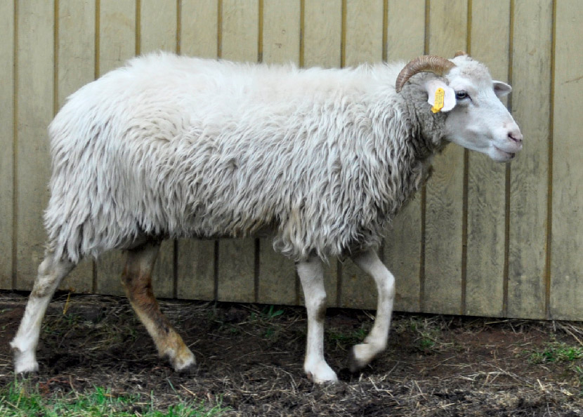 CNF Mariah Carey, a beautiful white ewe with strong yellow horns