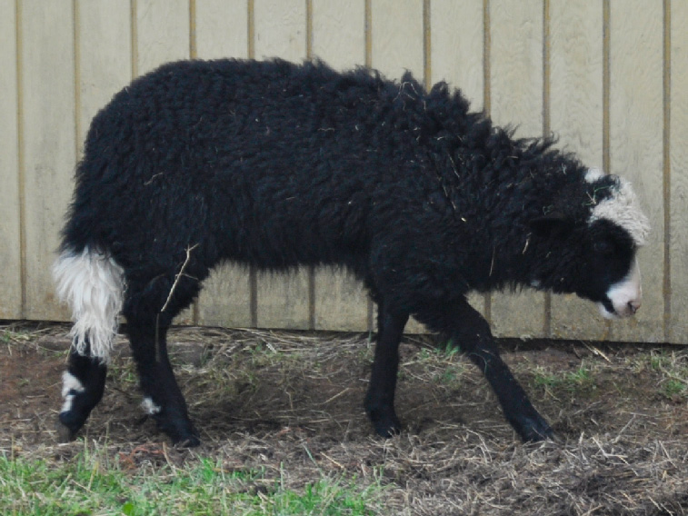 CNF Tammy Wynette, a most spectacular midnight black ewe lamb with TGH markings