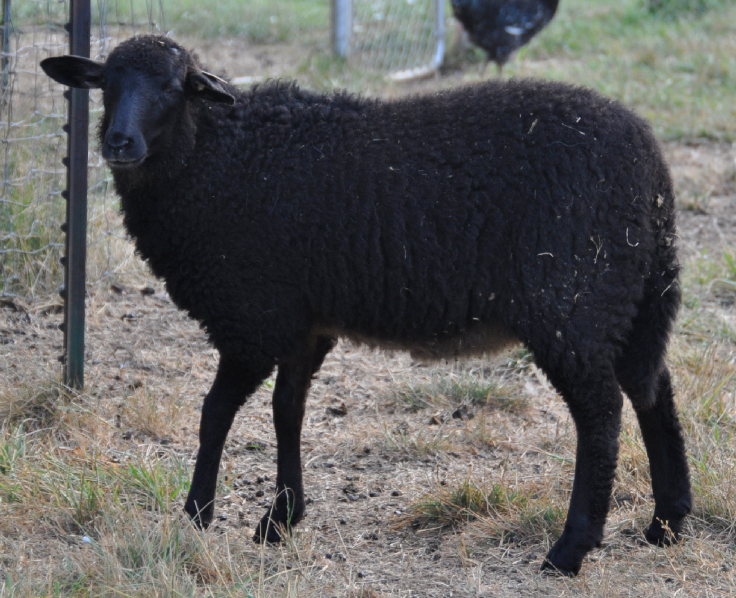 CNF Taylor Swift, an utterly beautiful black and tan ewe lamb