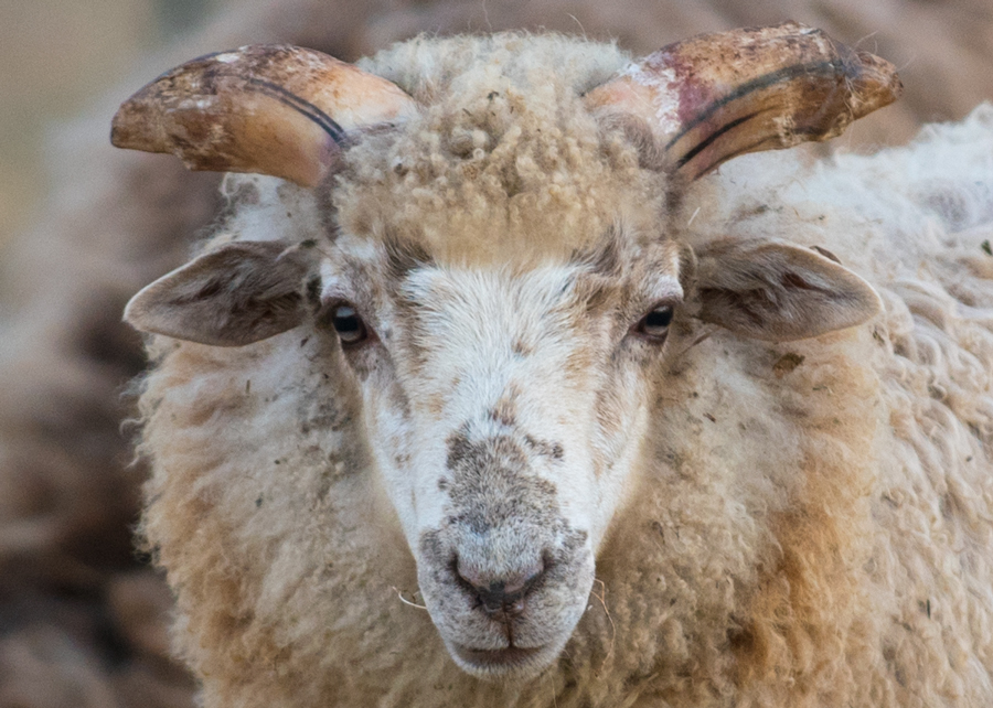 Beautiful ram lamb