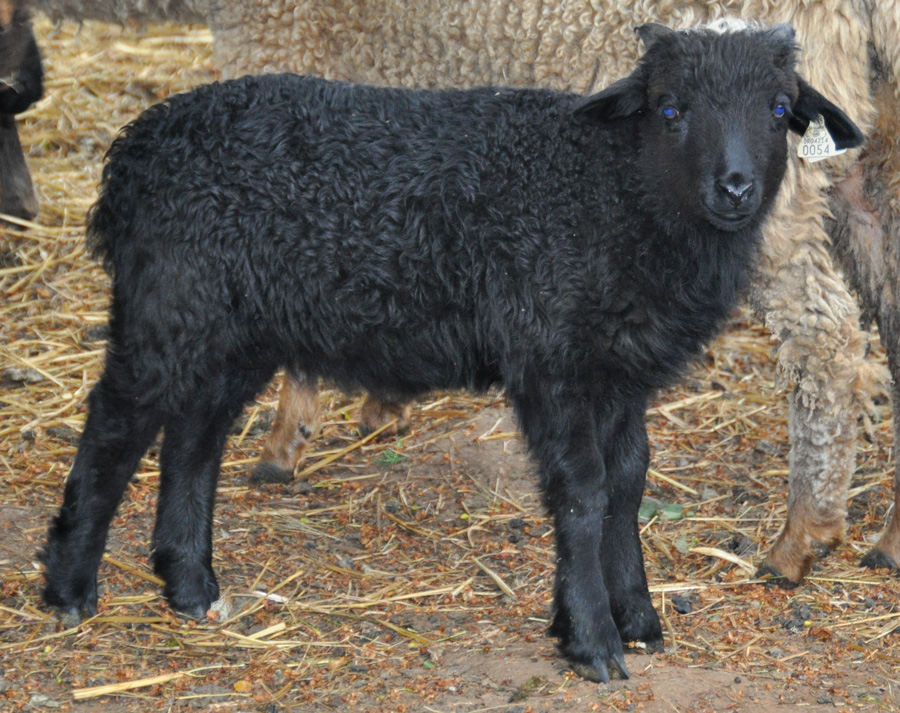 DR Carter, a black two horned ram lamb