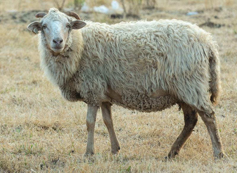 DoT Dawney, a phaeo gray ewe