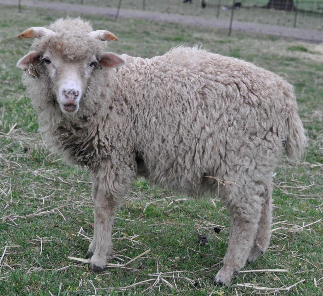 DR Frederick 104, a beautiful white ram lamb