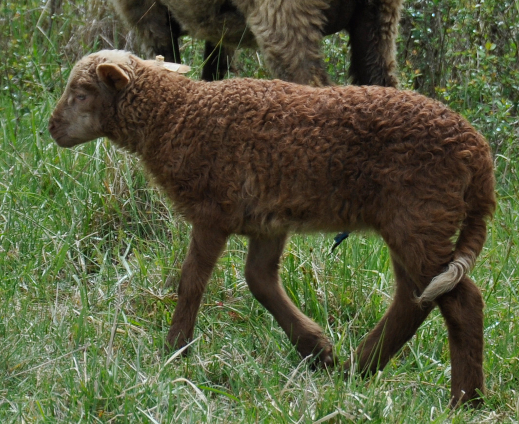 DR Halsey, a brown and tan ewe lamb