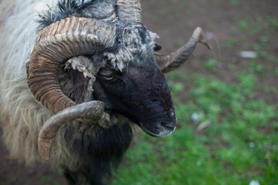 DoT Lt. Haverson, a Navajo-Churro ram at Dot Ranch