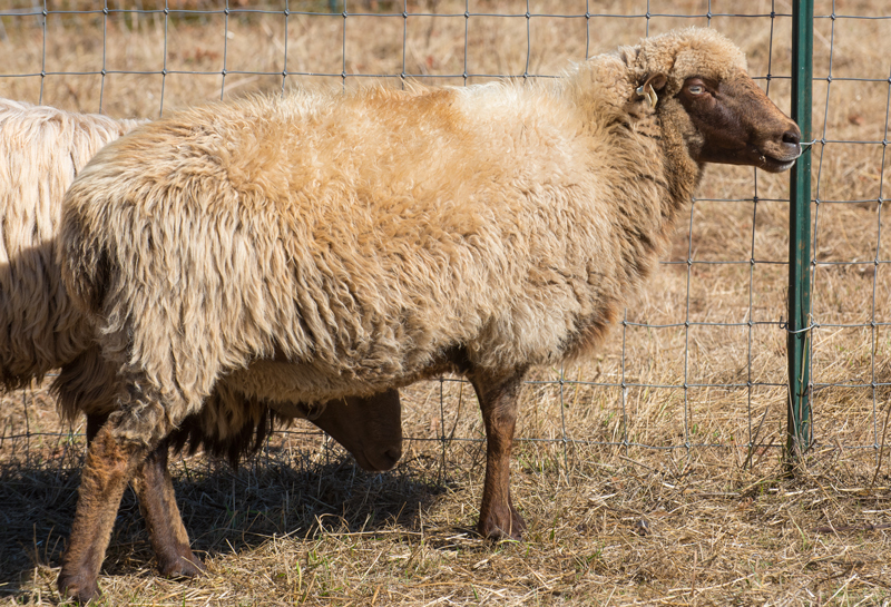 DoT Lt. McKay, a big brown ewe