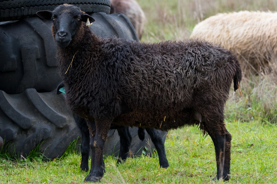 DR Summer, a nonfading black Navajo-Churro ewe, standing in front of a stack of tractor tires.