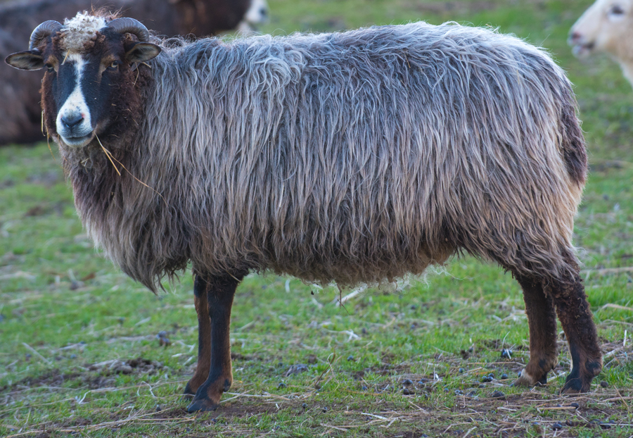 DoT Tamarind, a gorgeous black & tan ewe