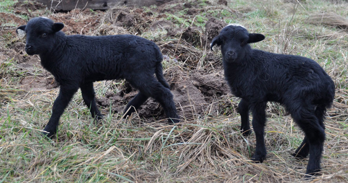 Two black ram lambs
