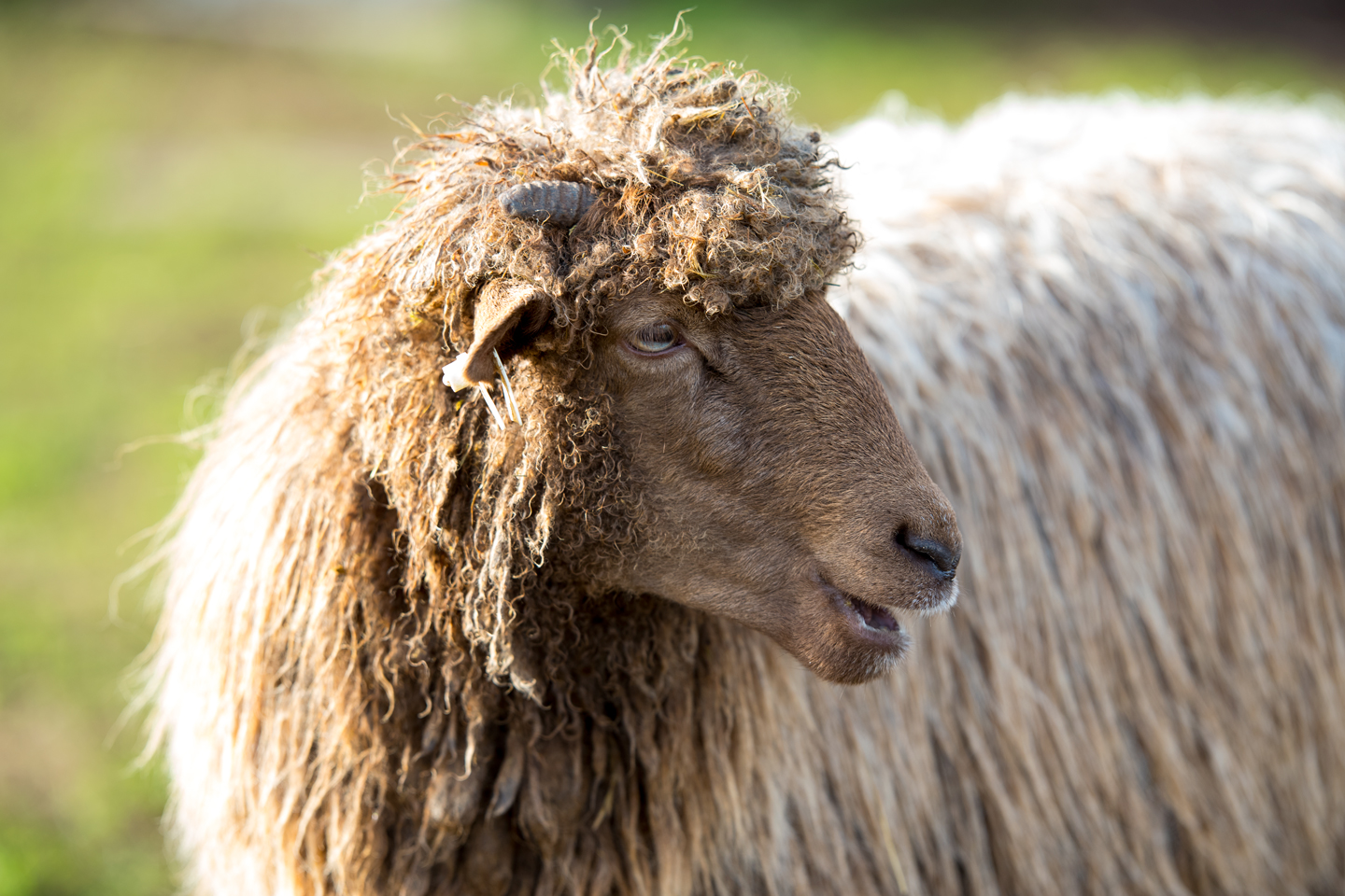 DoT Uchida, a stunner of a brown ewe