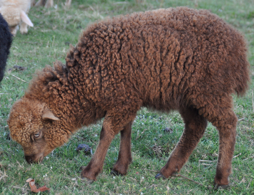 brown ewe lamb