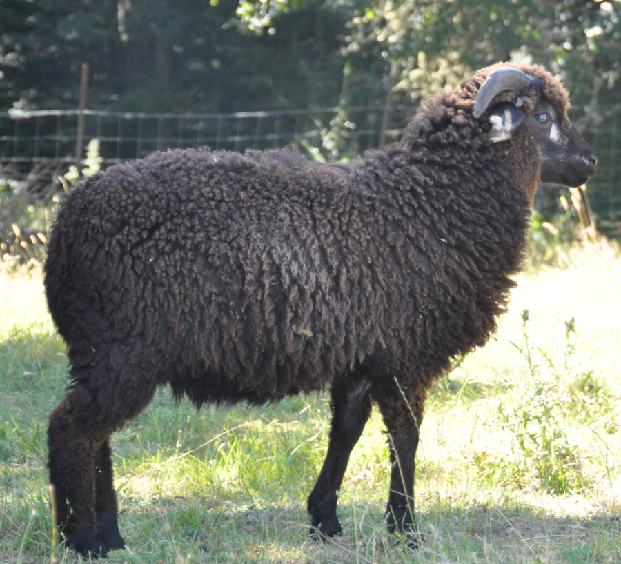 Brown English Blue Badgerface Ram lamb