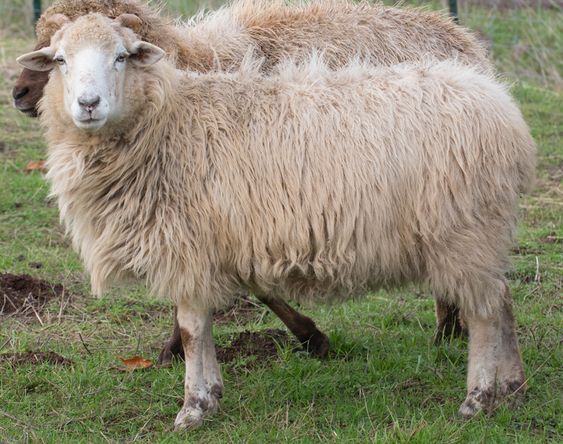 FCC Marita's Girl, a Navajo-Churro ewe at Dot Ranch