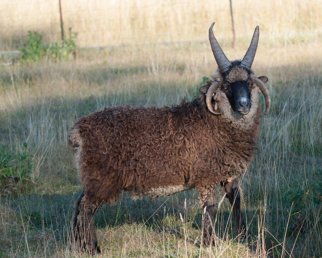 FCC Moss, a young four horned black and tan ram.