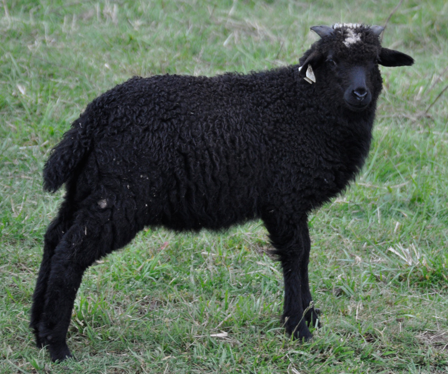FCC Reagan, black lamb