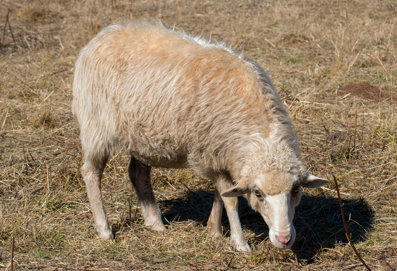 FCC Shadow, a white Navajo-Churro ewe at Dot Ranch