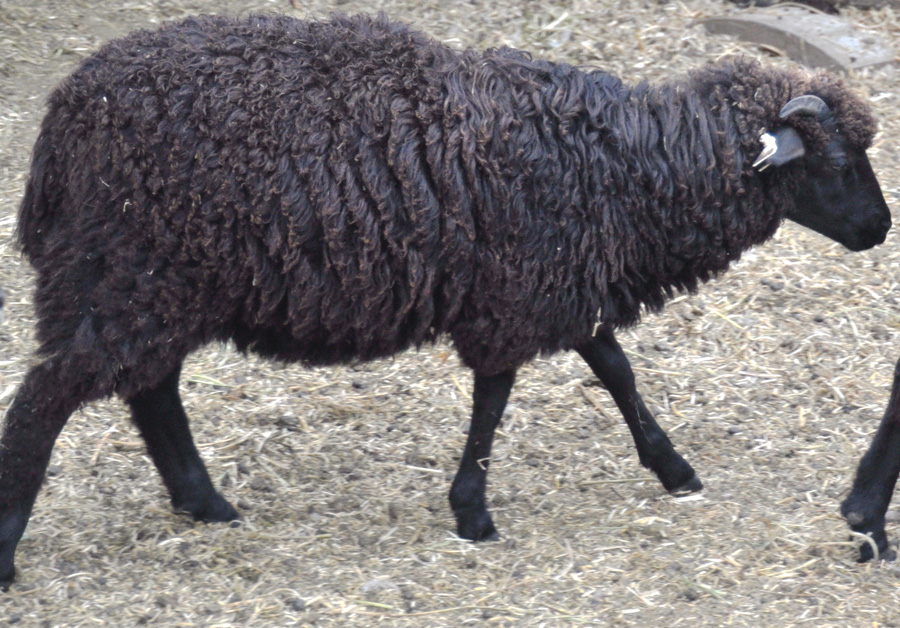 FCC Shasta, black horned ewe lamb
