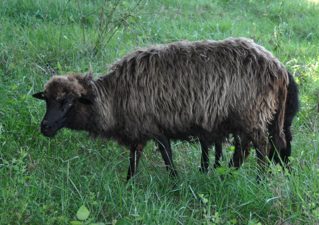 FCC Snooki, a black ewe