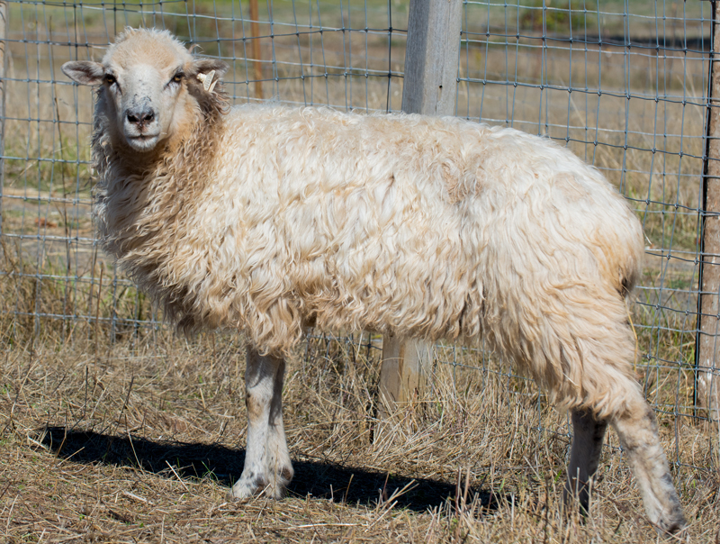 Kelly Skacy's Cowrie, a Coppermine Navajo-Churro ewe at Dot Ranch