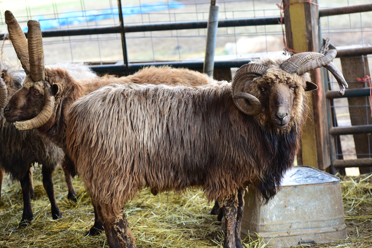 A large six horned brown Navajo-Churro ram