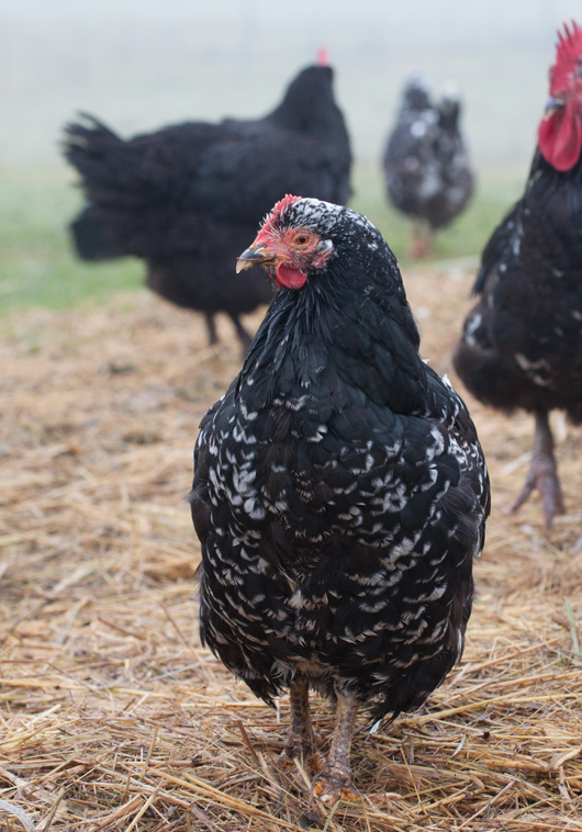 Mottled Java Chicken Flock