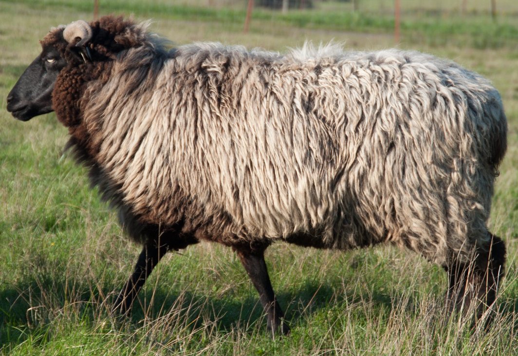 MNF Antelope, a deep brown ewe