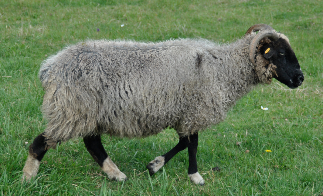 NSP Athena, a beautiful black ewe with blue coat, black legs, and white socks with a white streak on her head