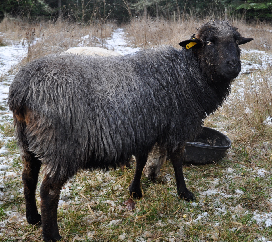 NSP Noir, a black ewe with bluing tips to her fleece