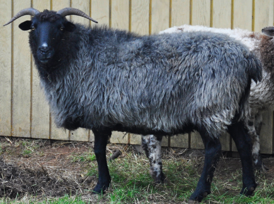 RNJ Goblin, a impressive black ewe with slate fleece and massive black goblin horns