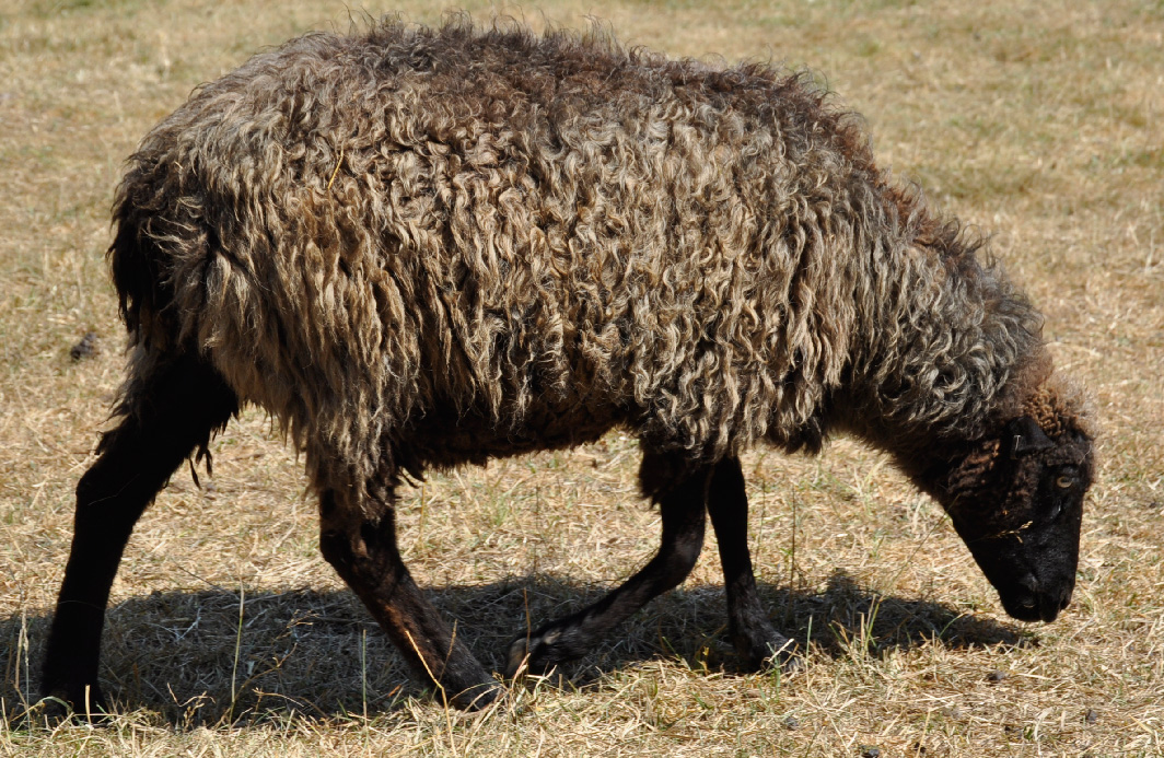 ROB Buttbiter, a beautiful black jaspered ewe