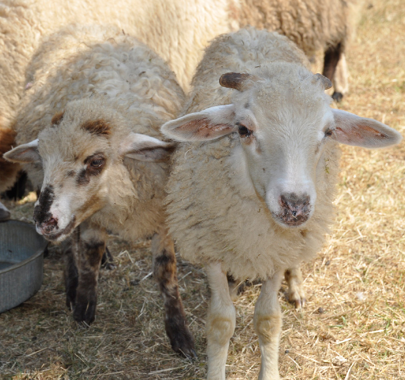 ROB Cinder and Sprocket, two twin ewe lambs