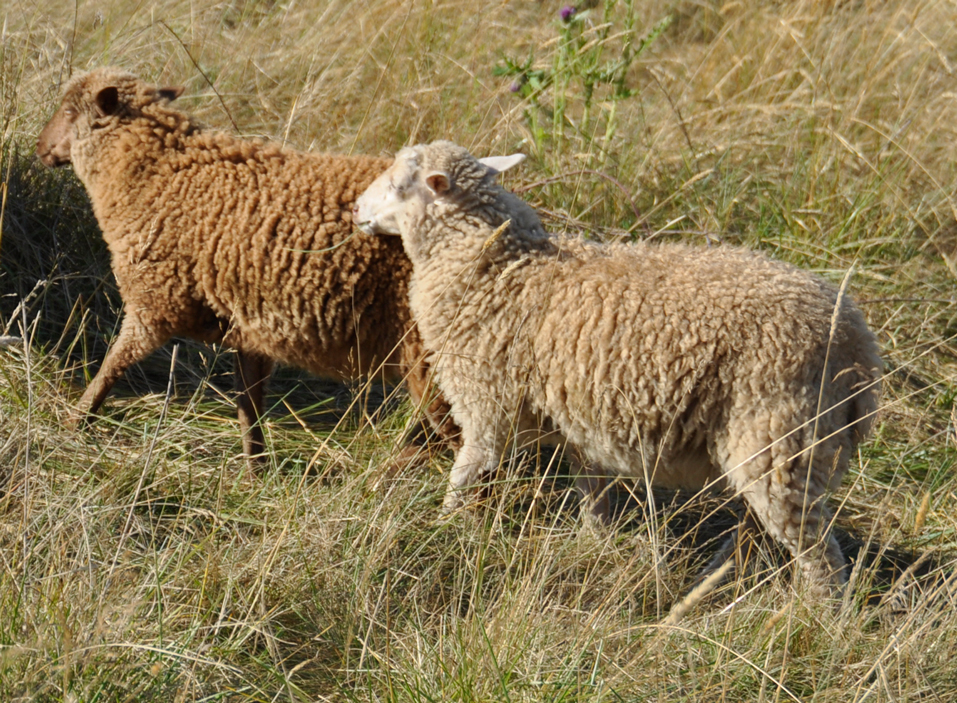 ROB Dove and Lark, a white and brown pair of ewe twins