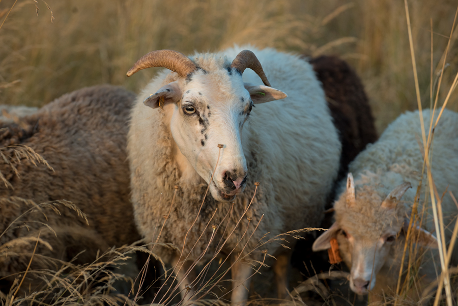 SSC Grace, a pretty white two horned Navajo-Churro ewe.