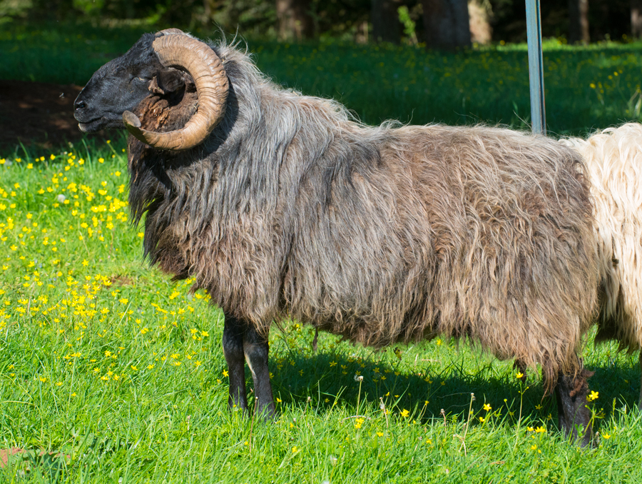 SSC Texas Gold, a beautiful black and tan Navajo-Churro ram, standing in a forest meadow