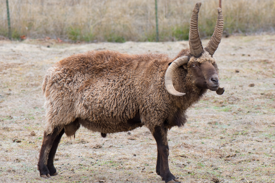 SW Ambrose, a massive and ancient 4 horned Navajo-Churro ram.