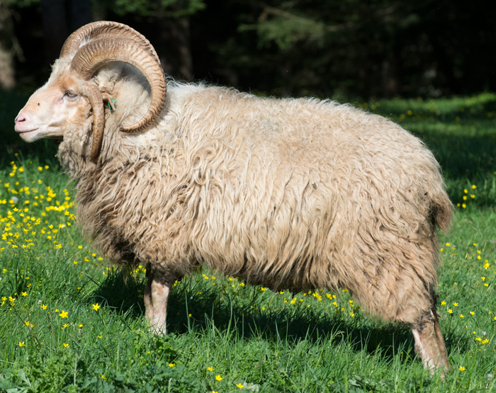 Teddy Bear a magnificent four horned ram