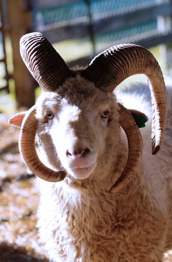 HtP Teddy Bear, a Hubbell Trading Post Navajo-Churro ram at Dot Ranch