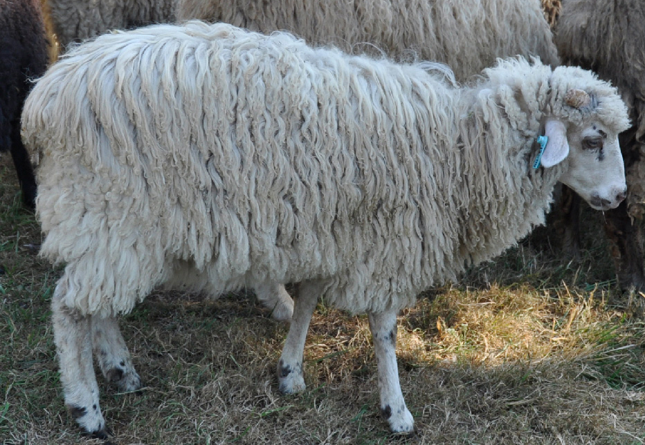 VRI Elora, a beautiful white churra marked horned ewe lamb