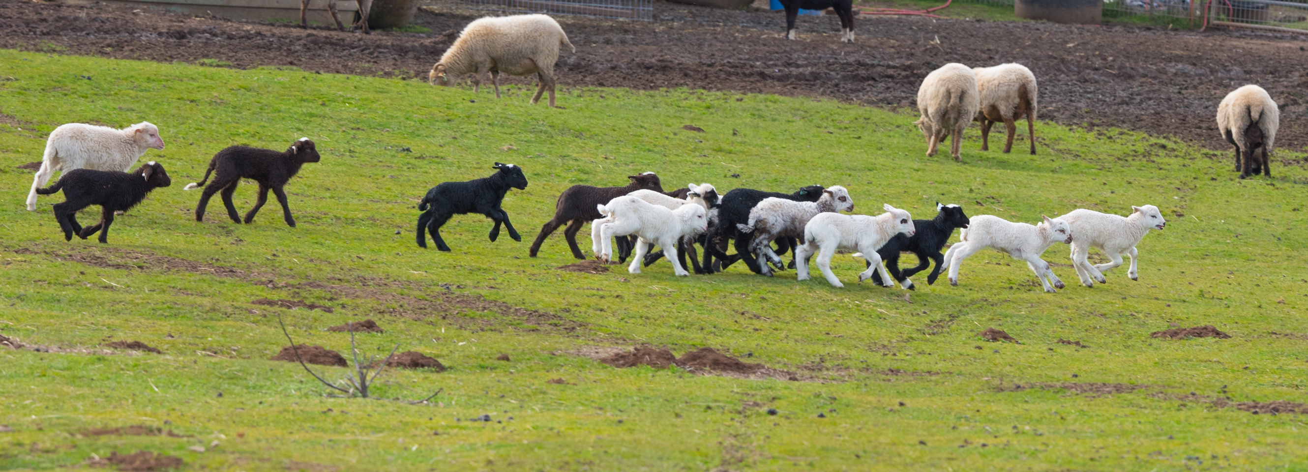 Gamboling Navajo-Churro Lambs race across a pasture